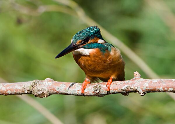 Kingfisher (female)