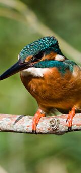 Kingfisher (female)