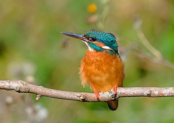 Kingfisher (female)