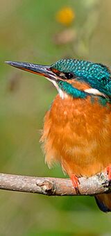 Kingfisher (female)