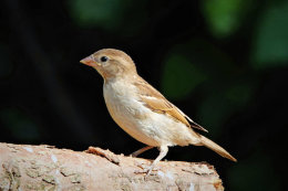Dunnock