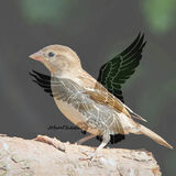 DUNNOCK