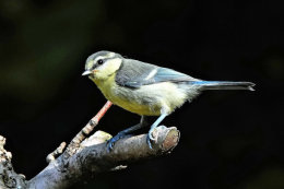 Blue Tit