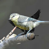 BLUE TIT