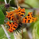COMMA BUTTERFLY