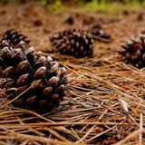 PINE CONES