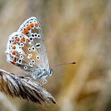 COMMON BLUE BUTTERFLY