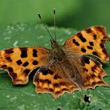 COMMA BUTTERFLY