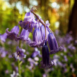 BLUEBELL