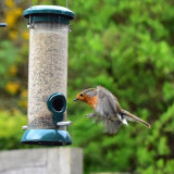 Robin landing on seed feeder