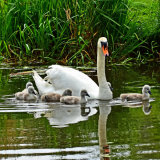 Mute Swan and Signets