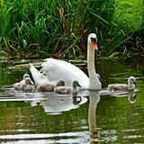 MUTE SWAN & SYGNETS
