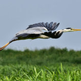 Grey Heron