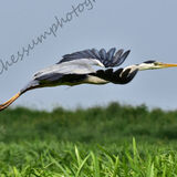 GREY HERON