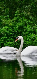 Swan