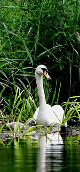Swan and signets