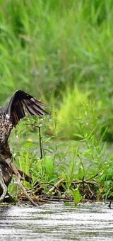 Cormorant