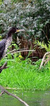 Cormorant