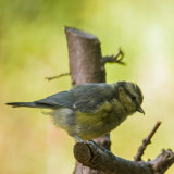 juvenile blue tit