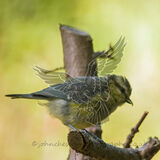 BLUE TIT (JUVENILE)