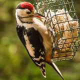 greater spotted woodpecker