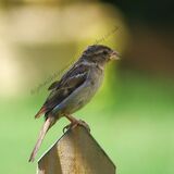 FEMALE HOUSE SPARROW