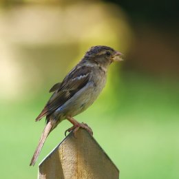 Female house sparrow