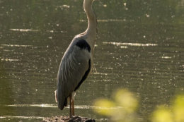 GREY HERON