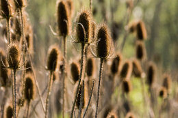 TEASEL