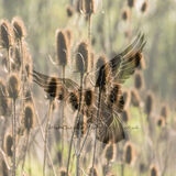TEASEL