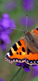 Red admiral on lavender
