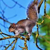 GREY SQUIRREL