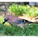 JAY