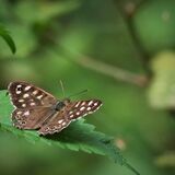 SPECKLED WOOD BUTTERFLY