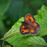 GATEKEEPER BUTTERFLY