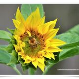 SUNFLOWER & BEE