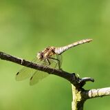 COMMON DARTER DRAGONFLY