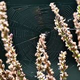 BACK LIT SPIDER WEB