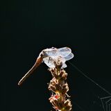 COMMON DARTER DRAGONFLY
