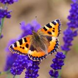 SMALL TORTOISESHELL BUTTERFLY