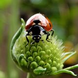 LADYBIRD