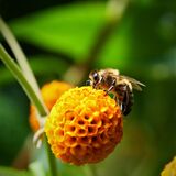 HONEY BEE ON BUDLEIA