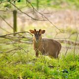 MUNTJAC DEER