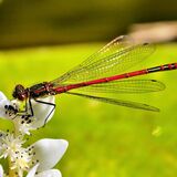 common red damselfly