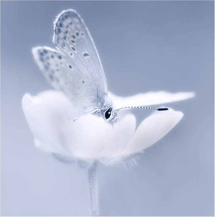 Delicate Hideout