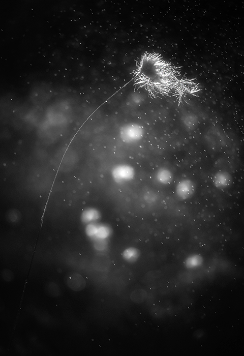 Eriophorum in dark waters