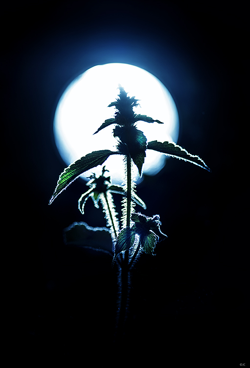 Frightnight