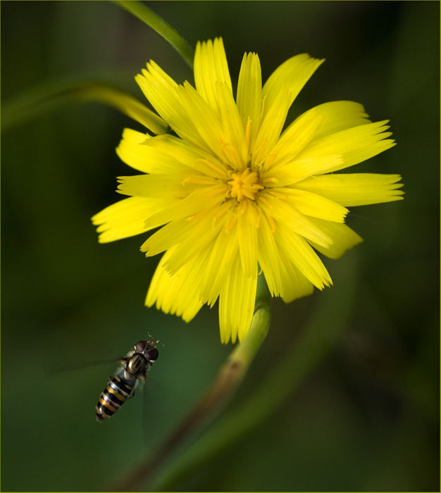 Hovering