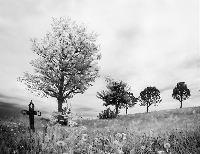 No Sorrow