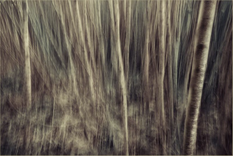 Psychedelic Wood